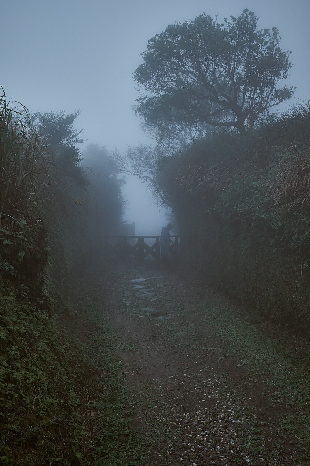 foggy forest path at night