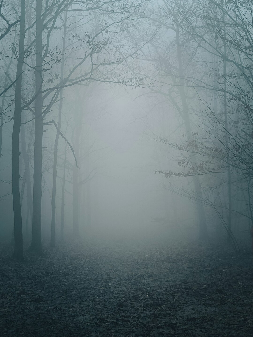 foggy forest path